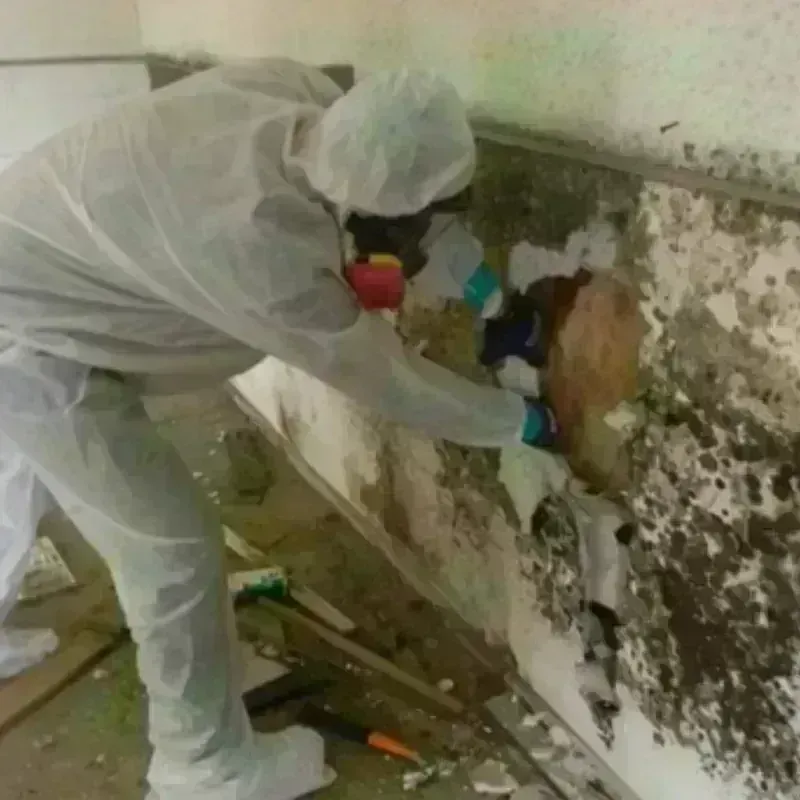 Mold Remediation and Removal in Ogden, NC